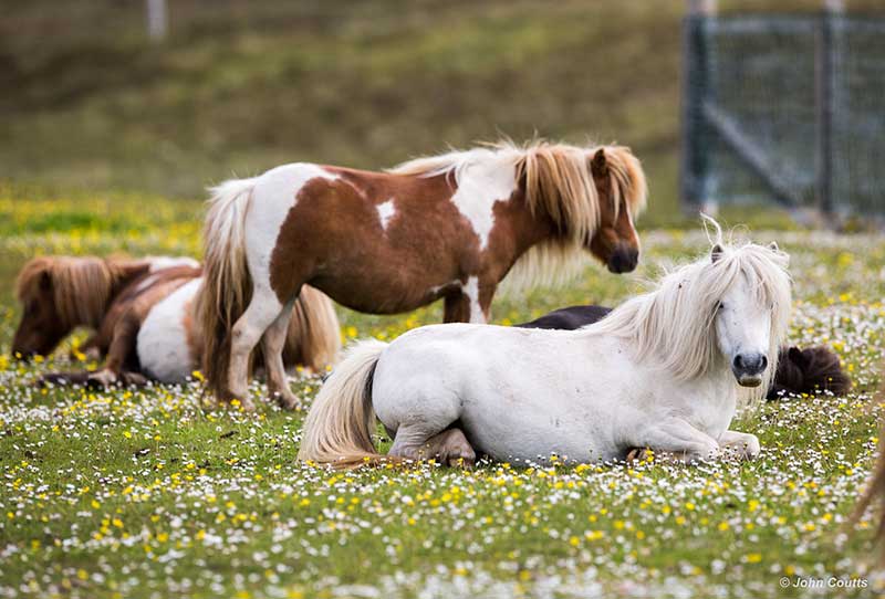 shetland pony visit